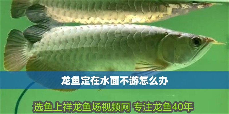 龍魚定在水面不游怎么辦