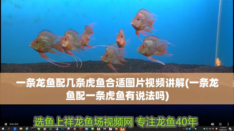 一條龍魚配幾條虎魚合適圖片視頻講解(一條龍魚配一條虎魚有說法嗎)