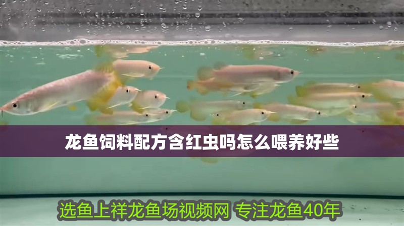 龍魚飼料配方含紅蟲嗎怎么喂養好些