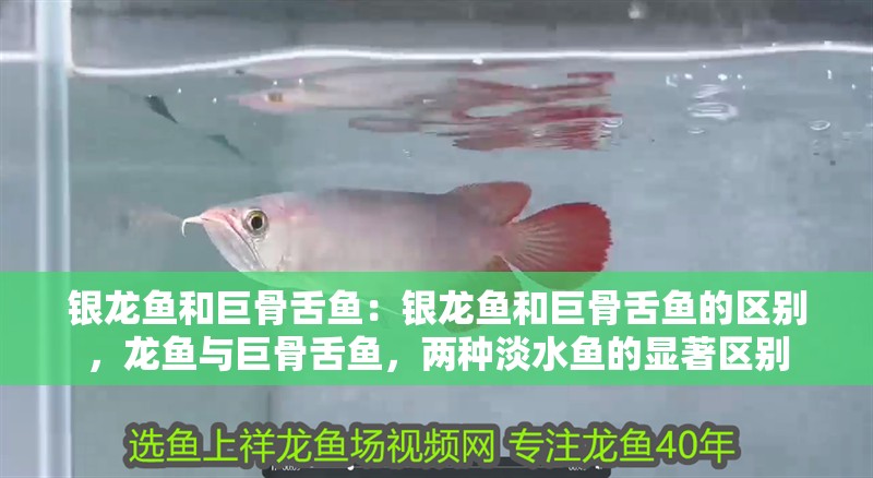 銀龍魚和巨骨舌魚：銀龍魚和巨骨舌魚的區(qū)別，龍魚與巨骨舌魚，兩種淡水魚的顯著區(qū)別