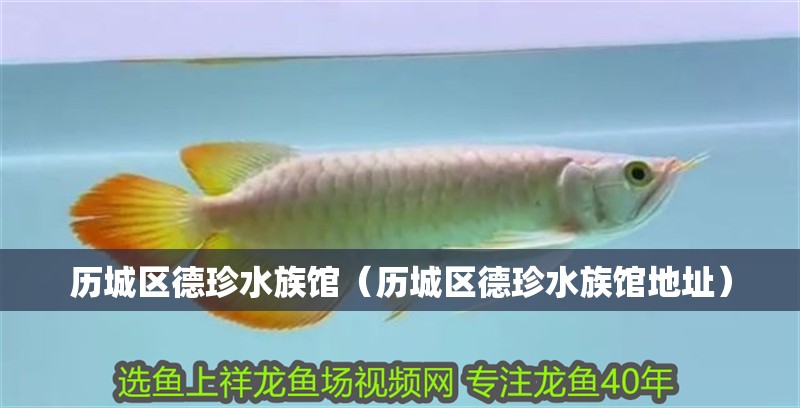 歷城區(qū)德珍水族館（歷城區(qū)德珍水族館地址）