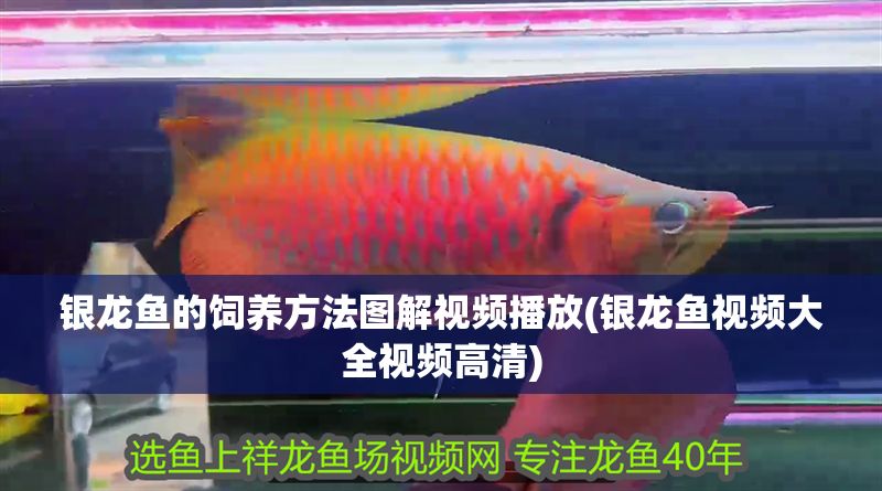 銀龍魚的飼養方法圖解視頻播放(銀龍魚視頻大全視頻高清)