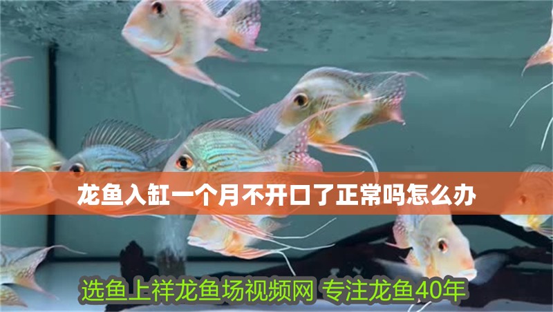 龍魚入缸一個月不開口了正常嗎怎么辦