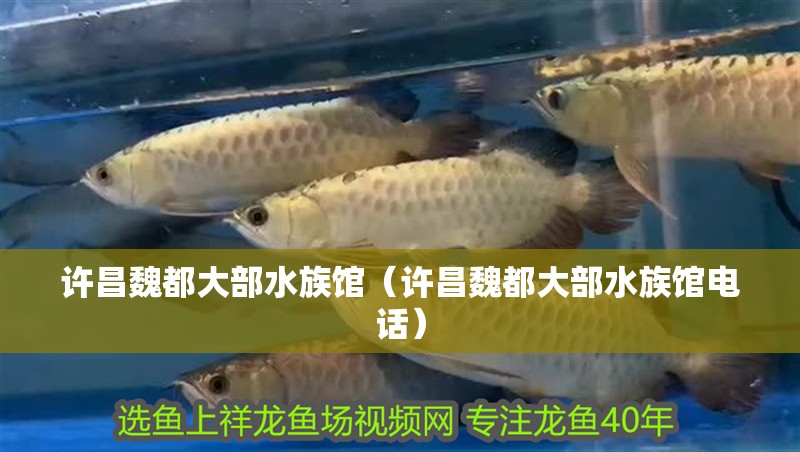 許昌魏都大部水族館（許昌魏都大部水族館電話）