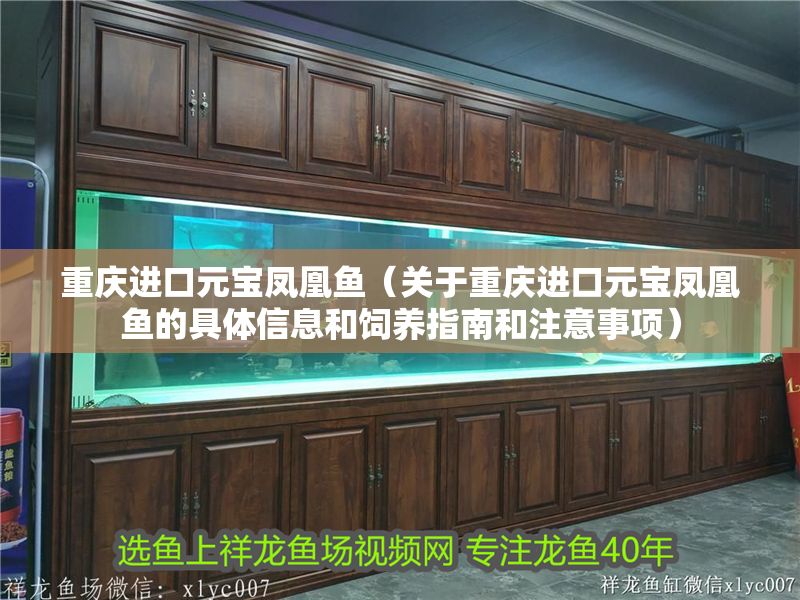 重慶進口元寶鳳凰魚（關于重慶進口元寶鳳凰魚的具體信息和飼養指南和注意事項）