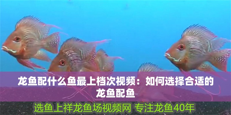 龍魚配什么魚最上檔次視頻：如何選擇合適的龍魚配魚