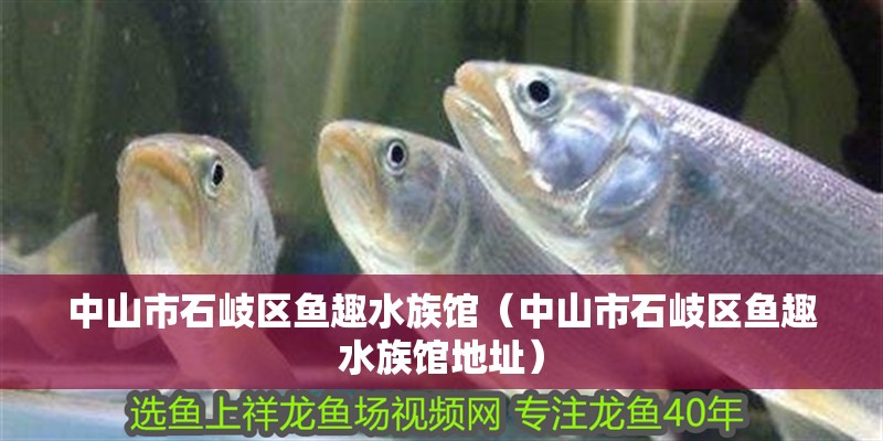中山市石岐區(qū)魚趣水族館（中山市石岐區(qū)魚趣水族館地址）