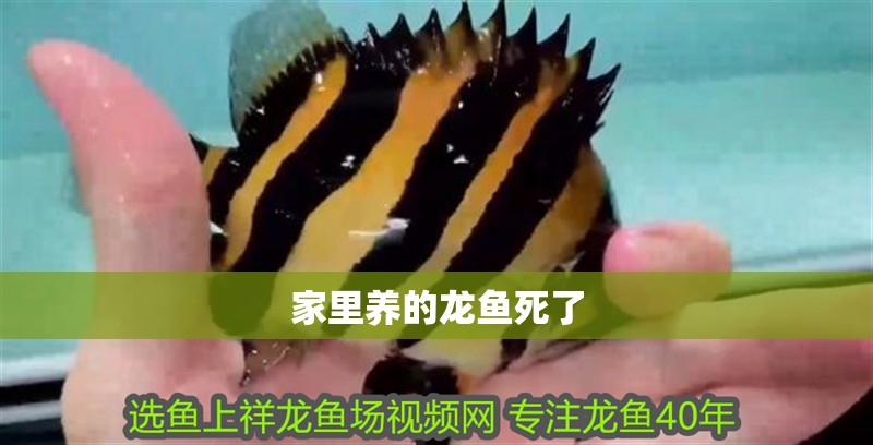 家里養的龍魚死了