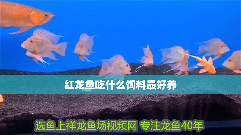 紅龍魚吃什么飼料最好養