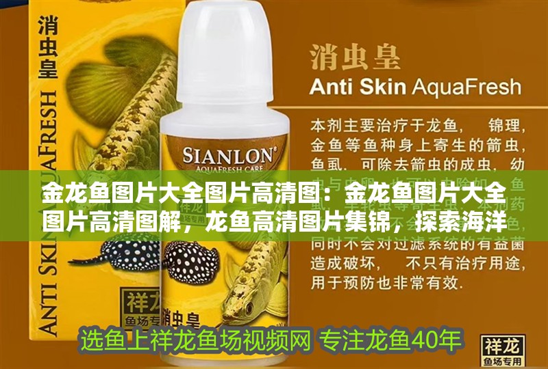 金龍魚圖片大全圖片高清圖：金龍魚圖片大全圖片高清圖解，龍魚高清圖片集錦，探索海洋