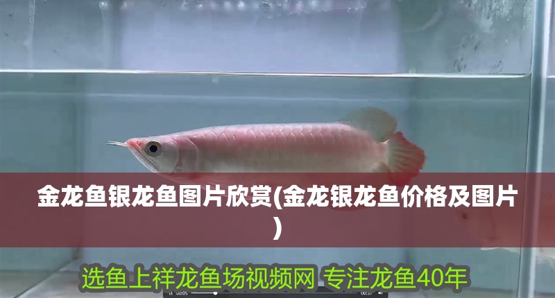 金龍魚銀龍魚圖片欣賞(金龍銀龍魚價格及圖片)
