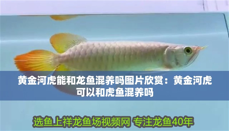 黃金河虎能和龍魚混養嗎圖片欣賞：黃金河虎可以和虎魚混養嗎