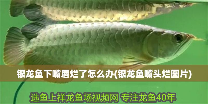 銀龍魚下嘴唇爛了怎么辦(銀龍魚嘴頭爛圖片)