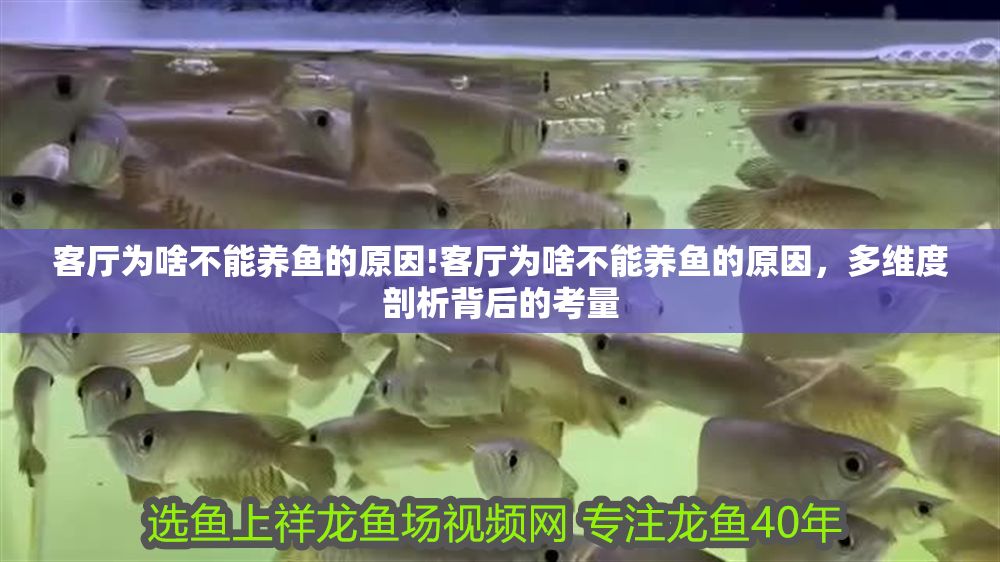 客廳為啥不能養(yǎng)魚的原因!客廳為啥不能養(yǎng)魚的原因，多維度剖析背后的考量