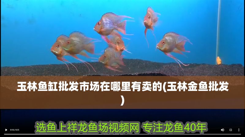 玉林魚缸批發(fā)市場(chǎng)在哪里有賣的(玉林金魚批發(fā))
