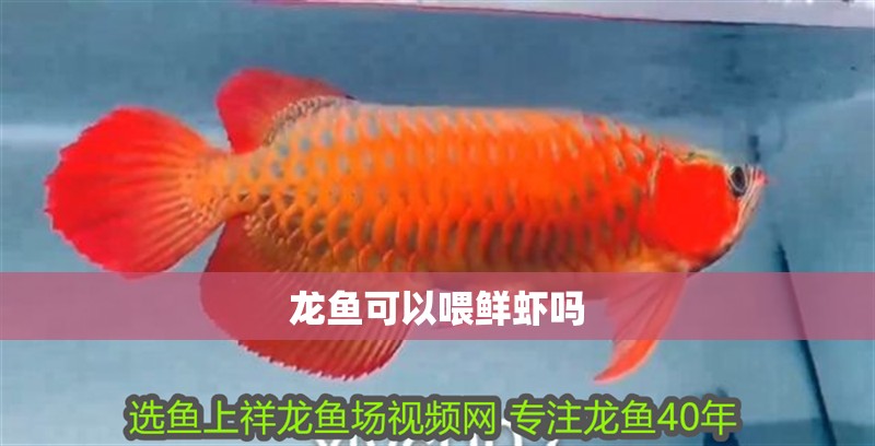 龍魚可以喂鮮蝦嗎