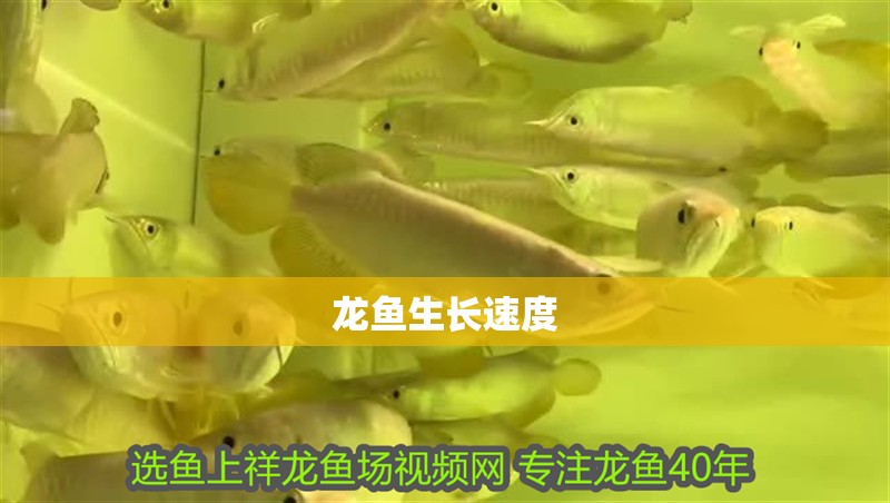 龍魚生長速度