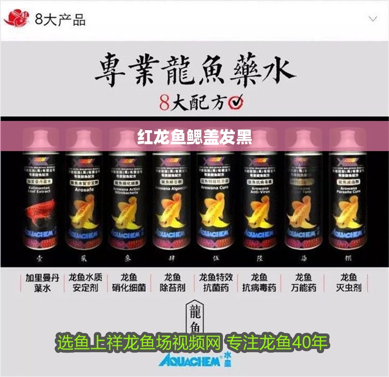 紅龍魚鰓蓋發黑