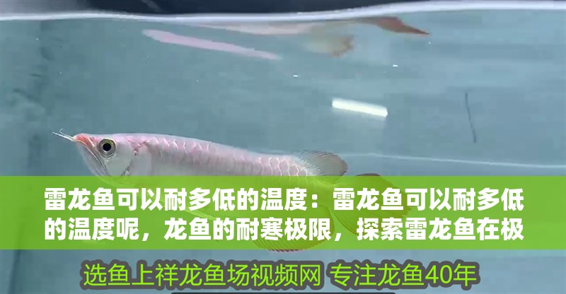 雷龍魚可以耐多低的溫度：雷龍魚可以耐多低的溫度呢，龍魚的耐寒極限，探索雷龍魚在極端低溫