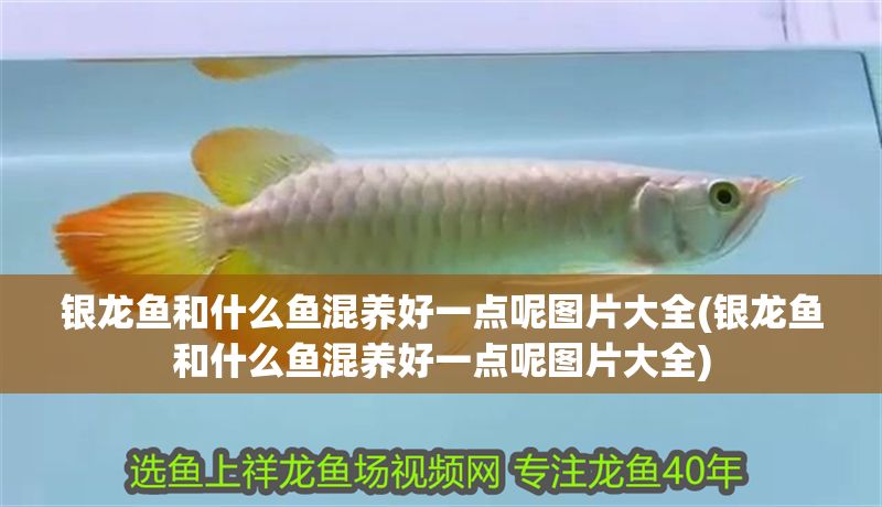 銀龍魚和什么魚混養好一點呢圖片大全(銀龍魚和什么魚混養好一點呢圖片大全)
