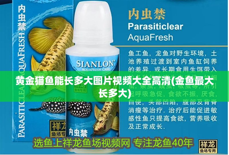 黃金貓魚能長(zhǎng)多大圖片視頻大全高清(金魚最大長(zhǎng)多大) 黃金貓魚百科 第1張 黃金貓魚能長(zhǎng)多大圖片視頻大全高清(金魚最大長(zhǎng)多大) 黃金貓魚能長(zhǎng)多大圖片視頻大全高清(金魚最大長(zhǎng)多大) 黃金貓魚百科 第1張