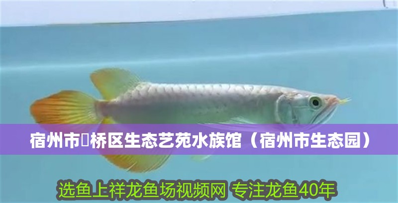 宿州市埇橋區生態藝苑水族館(宿州市生態園) 全國水族館企業名錄 第2張 宿州市埇橋區生態藝苑水族館(宿州市生態園) 宿州市埇橋區生態藝苑水族館(宿州市生態園) 全國水族館企業名錄 第2張