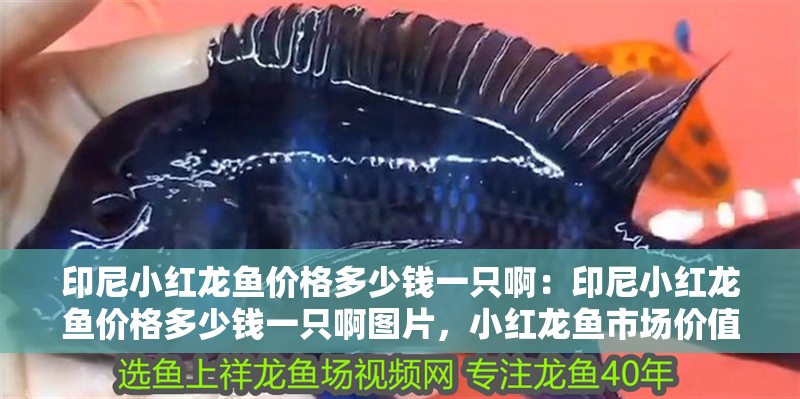 觀賞銀龍魚多少錢一條啊視頻(觀賞銀龍魚多少錢一條啊視頻教程)