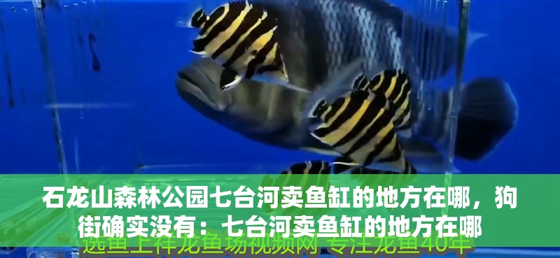 石龍山森林公園七臺河賣魚缸的地方在哪，狗街確實沒有：七臺河賣魚缸的地方在哪