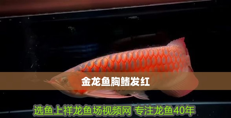 金龍魚(yú)胸鰭發(fā)紅 金龍魚(yú)胸鰭發(fā)紅 龍魚(yú)百科 第2張