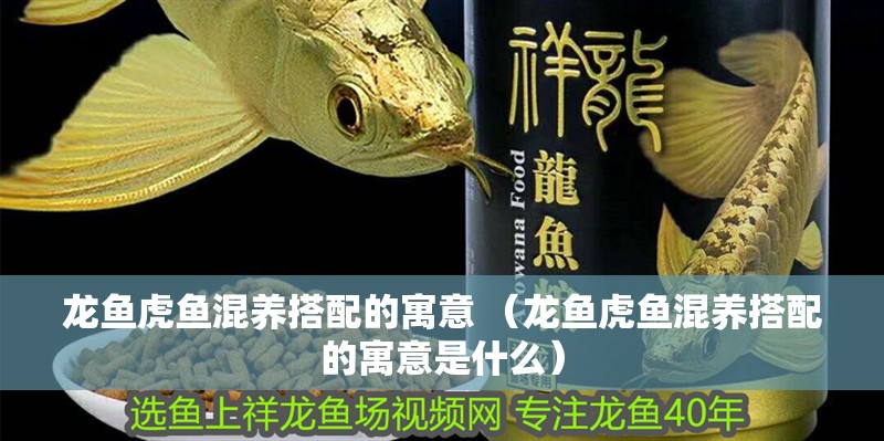 龍魚虎魚混養(yǎng)搭配的寓意 （龍魚虎魚混養(yǎng)搭配的寓意是什么）