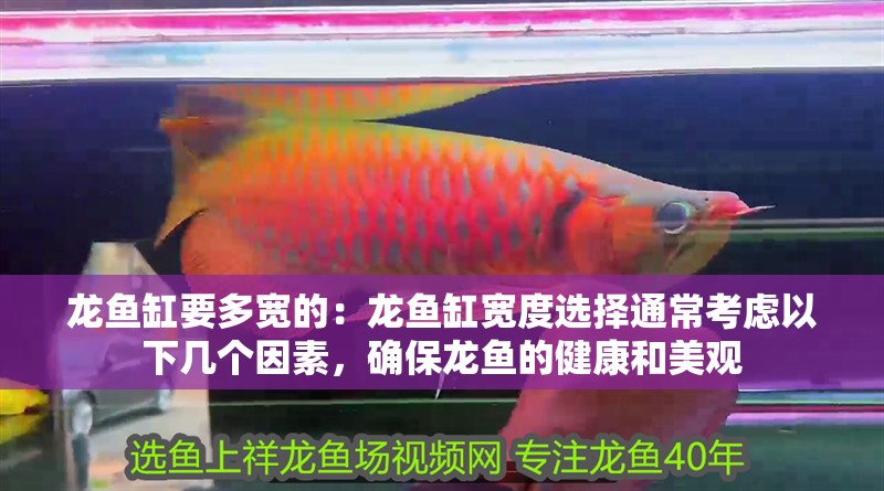 龍魚缸要多寬的：龍魚缸寬度選擇通?？紤]以下幾個因素，確保龍魚的健康和美觀