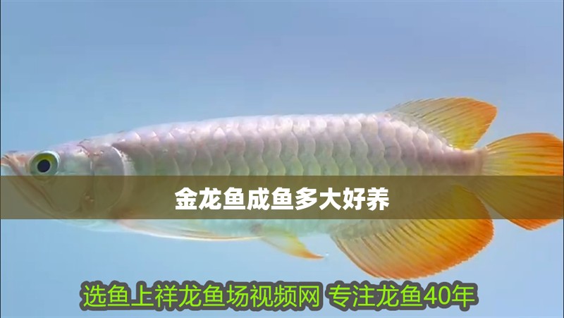 金龍魚成魚多大好養