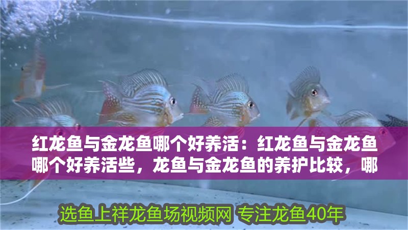 紅龍魚與金龍魚哪個好養活：紅龍魚與金龍魚哪個好養活些，龍魚與金龍魚的養護比較，哪個更易于照顧