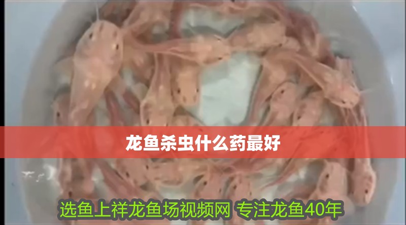 龍魚殺蟲什么藥最好