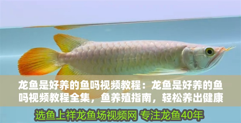 龍魚是好養(yǎng)的魚嗎視頻教程：龍魚是好養(yǎng)的魚嗎視頻教程全集，魚養(yǎng)殖指南，輕松養(yǎng)出健康美麗的