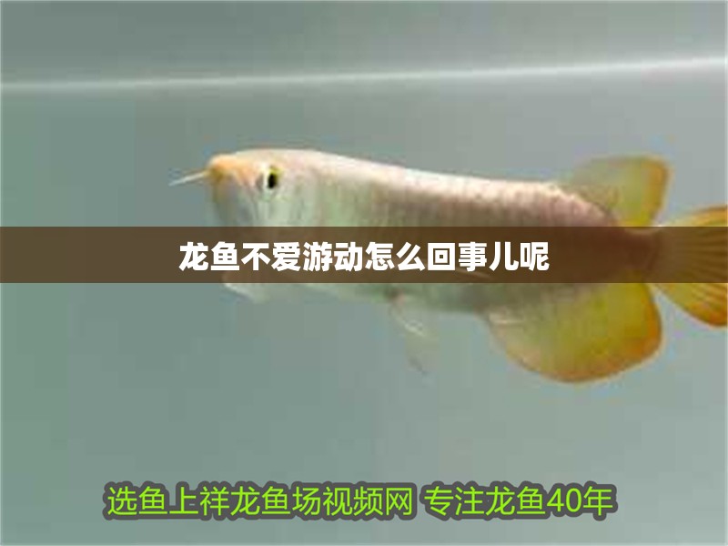 龍魚不愛(ài)游動(dòng)怎么回事兒呢