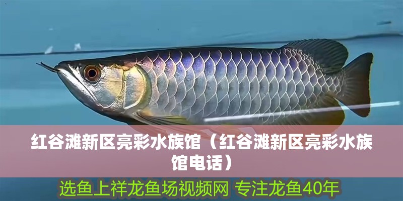 紅谷灘新區亮彩水族館（紅谷灘新區亮彩水族館電話）
