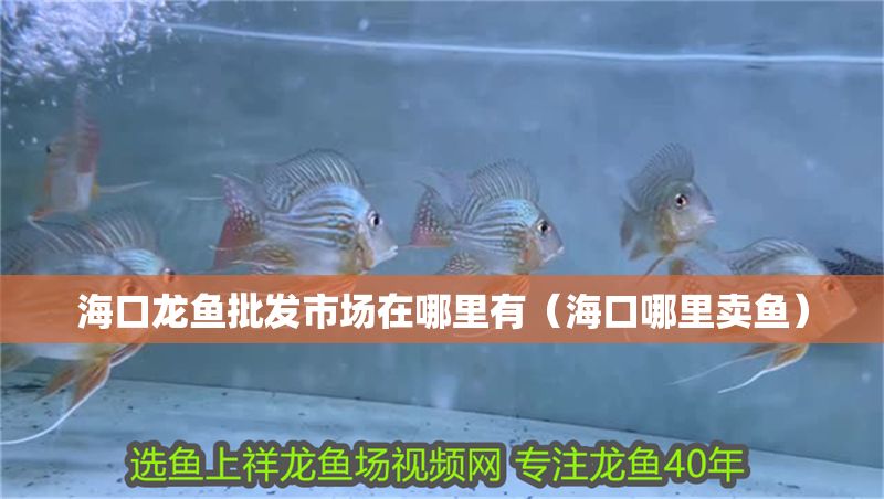 海口龍魚批發市場在哪里有（海口哪里賣魚）