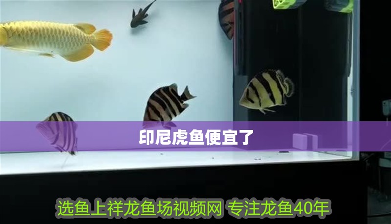 印尼虎魚便宜了