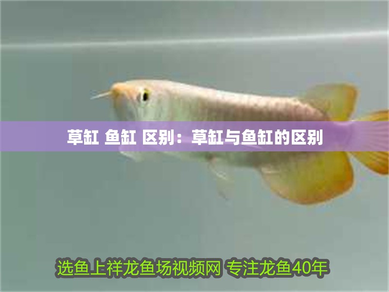 草缸 魚缸 區別：草缸與魚缸的區別