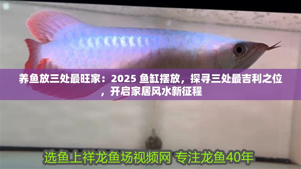 養魚放三處最旺家：2025 魚缸擺放，探尋三處最吉利之位，開啟家居風水新征程