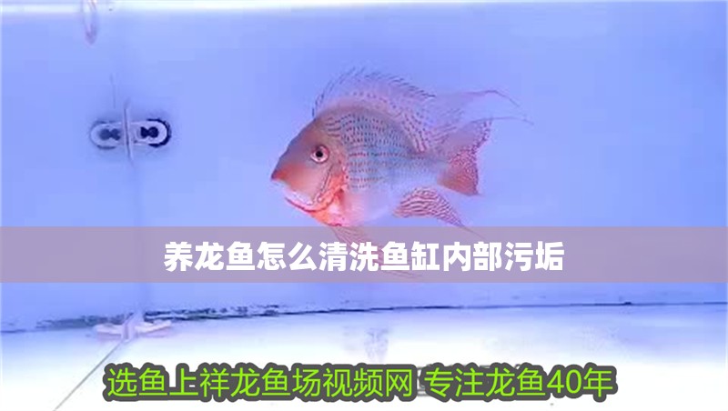 養龍魚怎么清洗魚缸內部污垢