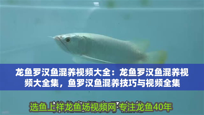 龍魚羅漢魚混養視頻大全：龍魚羅漢魚混養視頻大全集，魚羅漢魚混養技巧與視頻全集
