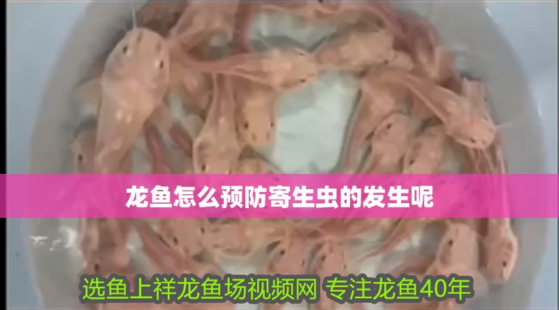 龍魚怎么預防寄生蟲的發生呢