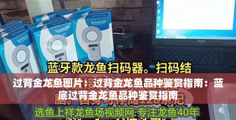 過背金龍魚圖片：過背金龍魚品種鑒賞指南：藍底過背金龍魚品種鑒賞指南