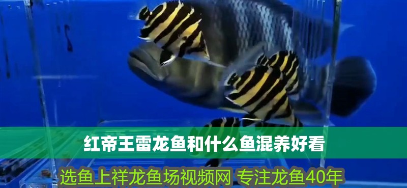 紅帝王雷龍魚和什么魚混養好看