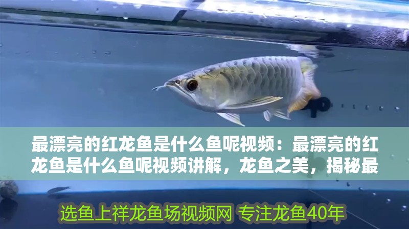 最漂亮的紅龍魚是什么魚呢視頻：最漂亮的紅龍魚是什么魚呢視頻講解，龍魚之美，揭秘最迷人的觀賞魚