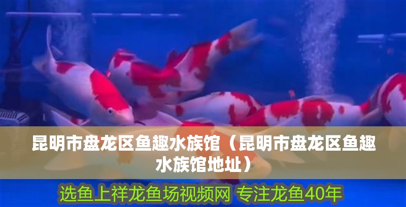 昆明市盤龍區(qū)魚趣水族館（昆明市盤龍區(qū)魚趣水族館地址）