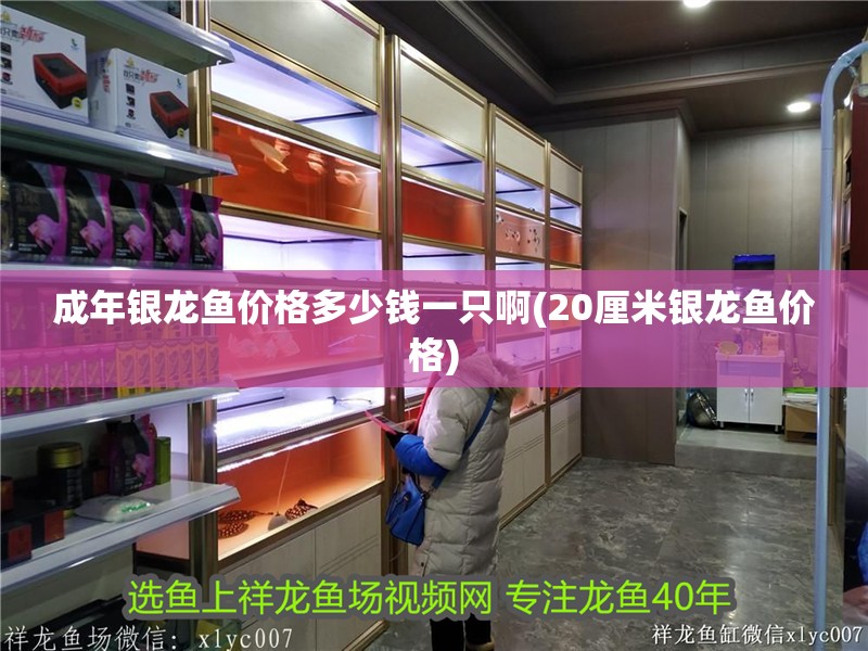 成年銀龍魚價格多少錢一只啊(20厘米銀龍魚價格)