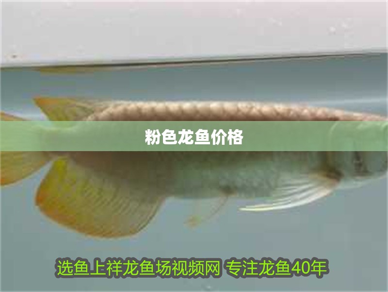 粉色龍魚價格